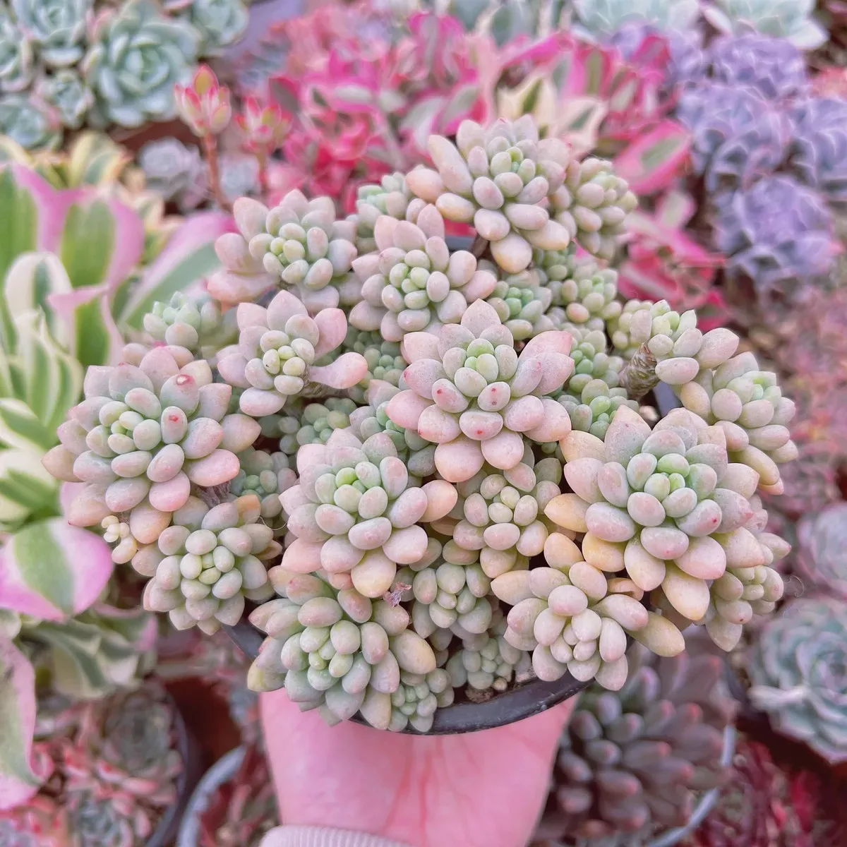多肉植物 ロココを美しく育てる！初心者必見の絶対成功する簡単管理法